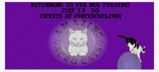 Acrocats - Domestic Short-haired Cat #8286773