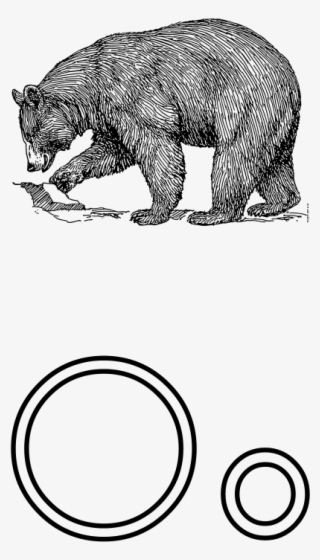 Realistic Bear Clip Art #8287834