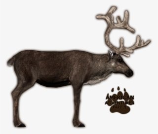 Caribougrants Jimmyzhoopz - Zoo Tycoon 2 Reindeer #8289462