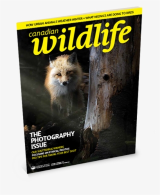 English Magazine Cover For Canadian Wildlife - New World Monkey #8291005