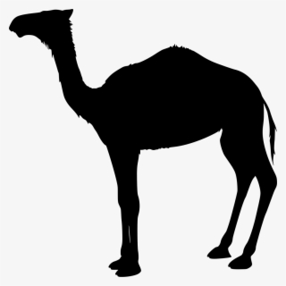 Download Png - Camel Clip Art #8291768