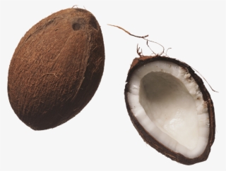 Coconut - 2 Coconut Clipart Png #8291882