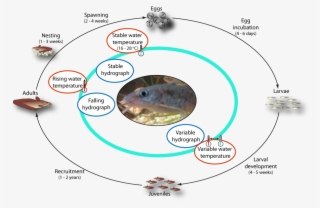 Life Cycle Of Eel-tailed Catfish - Reproductive Cycle Of Catfish #8294025
