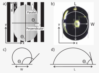 Color Online Quantifying Anisotropic Drops - Circle #8294103