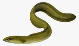 Pisces Anguilla #8294981