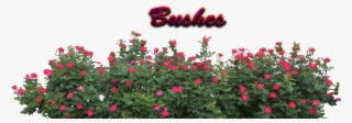 Flower Bush Png #8299091