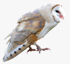 Owl Png - Owl Transparent Png #830839