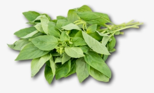 Israel Basil - Houseplant #831350