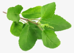 Tulsi Leaves #831390