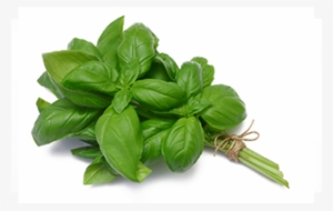 Genovese Basil With Stem - Messentials Company Peppermint 100% Pure Therapeutic #831450 Genovese Basil With Stem - Messentials Company Peppermint 100% Pure Therapeutic #831450