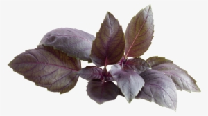 Red Basil - Red Basil Plant Png #831559