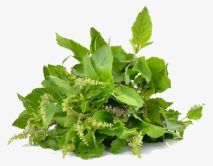 Holy Basil Photo Background - Fish Mint #831588
