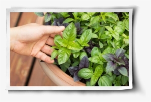 Health Benefits Post Image - Basilico Grande #831839