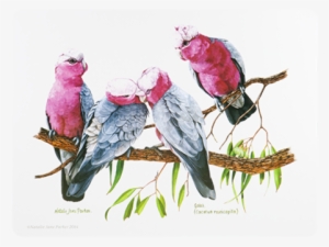 Ashdene Placemat Birds Of Australia Galah - Placemats Cork Backed Set Of 6 Birds #832641