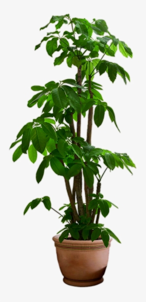 Small Tree, Tree In Pot, Tree Gree Png - Plant Png #833188
