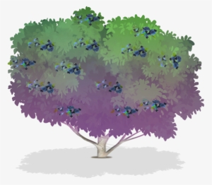 Blueberry Bushes For Sale - Drawing #833499