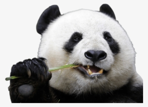 Download - Panda Png #834045 Download - Panda Png #834045
