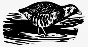 Bird Walking Eating Svg Clip Arts 600 X 318 Px #834097