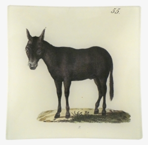 Collection Name - Burro #834671