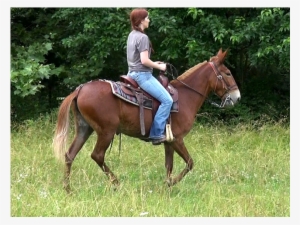 Movie Snapshot - Stallion #834867