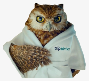 Great Horned Owl #836473