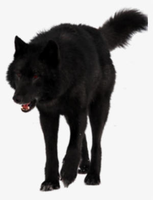 Black Wolf Transparent Background #837554