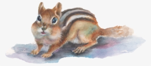 The Creative Road Donna Carr Roberts Has Always Been - Eurasian Red Squirrel #838089