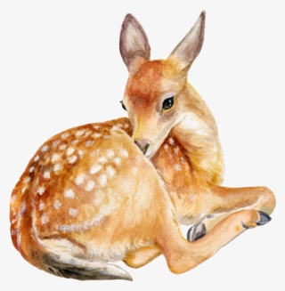 Deer Png Image - Deer Sitting #8300559
