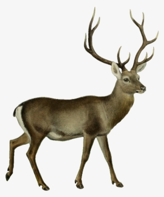 Silhouette Cameo Buck Svg #8300789