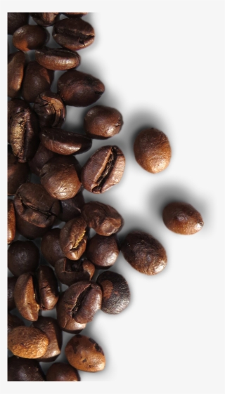 High Quality Coffee Beans - Macro Photography #8300931
