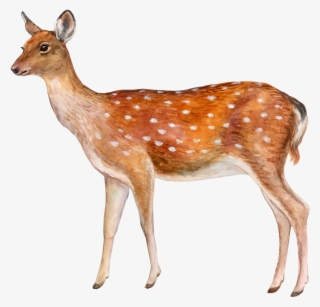 Deer Png Image - Spotted Deer With White Background #8300938