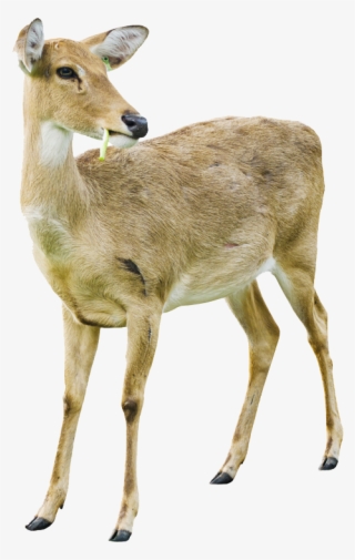 Deer Png Image With Transparent Background - White Tailed Deer Doe White Background #8301052