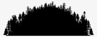 Go To Image - Shortleaf Black Spruce #8301553