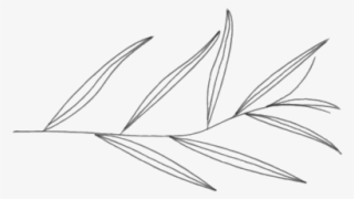 Willow-01 - Line Art #8301579