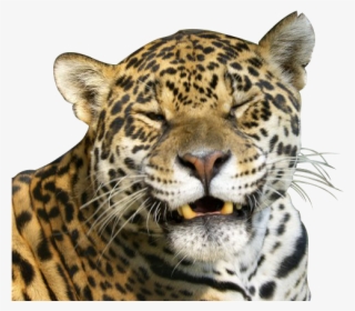 Animal Png - African Leopard #8302464