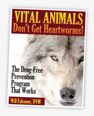 This Is How - Vital Animals #8303988