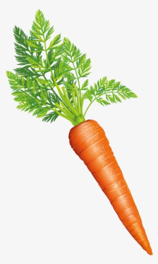 Carrot - Baby Carrot #8305034