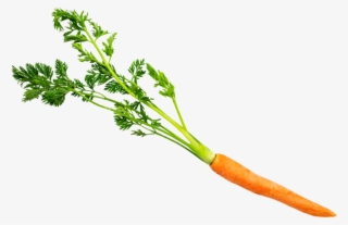 Carrot With Leaves - Carrot #8305387