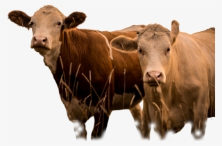 Phytobiotics Offers Different Products And Services - Cattle #8306229