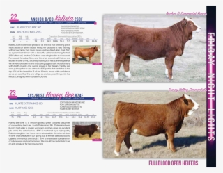 $10,000city View Simmentals - Dairy Cow #8306415