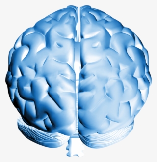 Brain #8306640