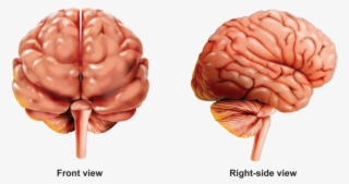 Activities And Answer Keys Ck Foundation For - Macro Photography #8306808