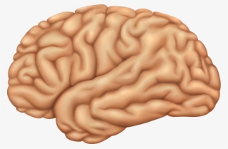 Brain Lobes - Macro Photography #8306933