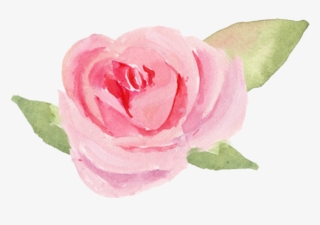 Garden Roses #8308262