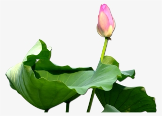 Nelumbo Nucifera Clip Art Budded Transprent Png Ⓒ - Trong Họa Có Phúc #8308623
