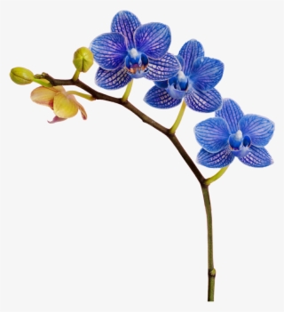 Support - Orchids Of The Philippines #8309104