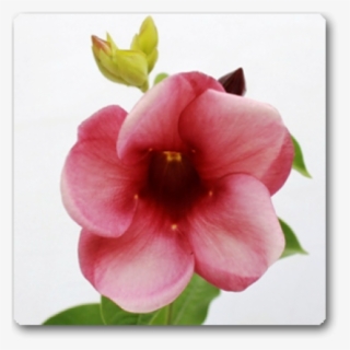Allamanda Tiger - Mandevilla #8309196