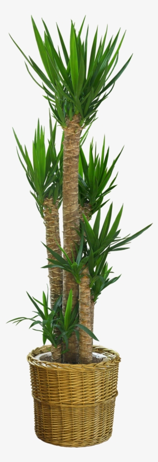 Just Copy These Plants And You Can Adjust Them In Any - Dracaena Draco Png #8309228
