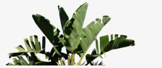 Palm - Strelitzia Nicolai #8309486