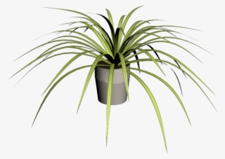 Spider Plant - Roystonea #8309537